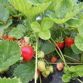 Set van 6 planten Aardbei - Fragaria x ananassa 'Elsanta'