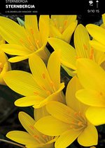 10 x Sternbergia Lutea