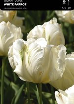 50 x Tulp White Parrot