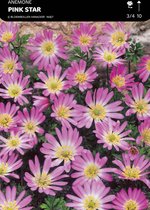 50 x Anemone Blanda Pink Star