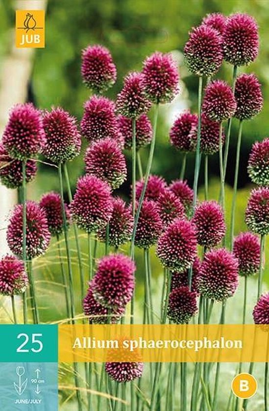Allium sphaerocephalon - sierui - set van 25 stuks