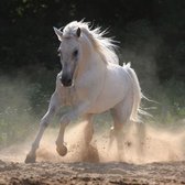 Fotobehang Paard