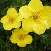 Potentilla Fruticosa 'Sommerflor' - Ganzerik|Vijfvingerkruid - 25-30 cm in pot: Continu bloeiend met gele bloemen door het seizoen heen.