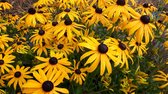 Set 12 stuks Rudbeckia fulgida 'Goldsturm' Gele zonnehoed