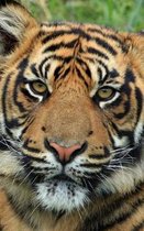 Sumatran Tiger Notebook