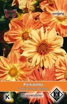 2 stuks Van Hemert & Co Dahlia sunny reggae