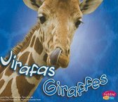 Jirafas/Giraffes