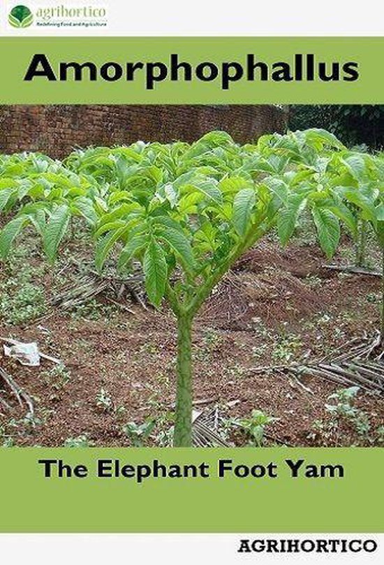 Amorphophallus - cover