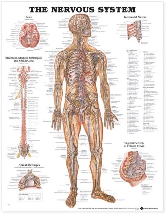 The Nervous System Anatomical Chart