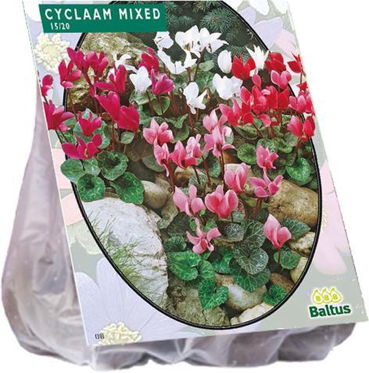 Cyclaam Mixed - 5 bloembollen