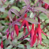 6 x Fuchsia Magellanica 'Tricolor' - Bellenplant Pot 9x9 cm - Driekleurige Hangbloemen