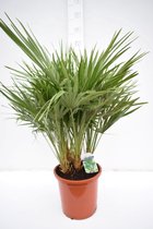 Chamaerops humilis; Totale hoogte ± 80cm incl. Ø 26cm pot | Europese Dwergpalm