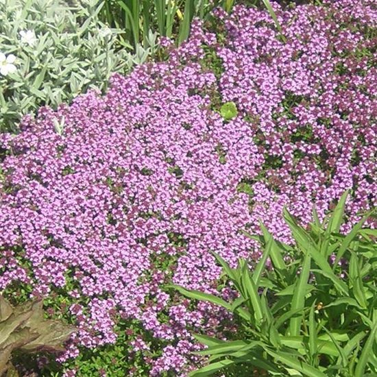 8x winterharde bodembedekkers 23 6 x Thymus Serpyllum
