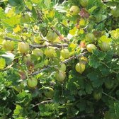 Witte Kruisbes Stekelbes - Invicta - kleinfruit - fruitstruik - plant - eigen fruit kweken