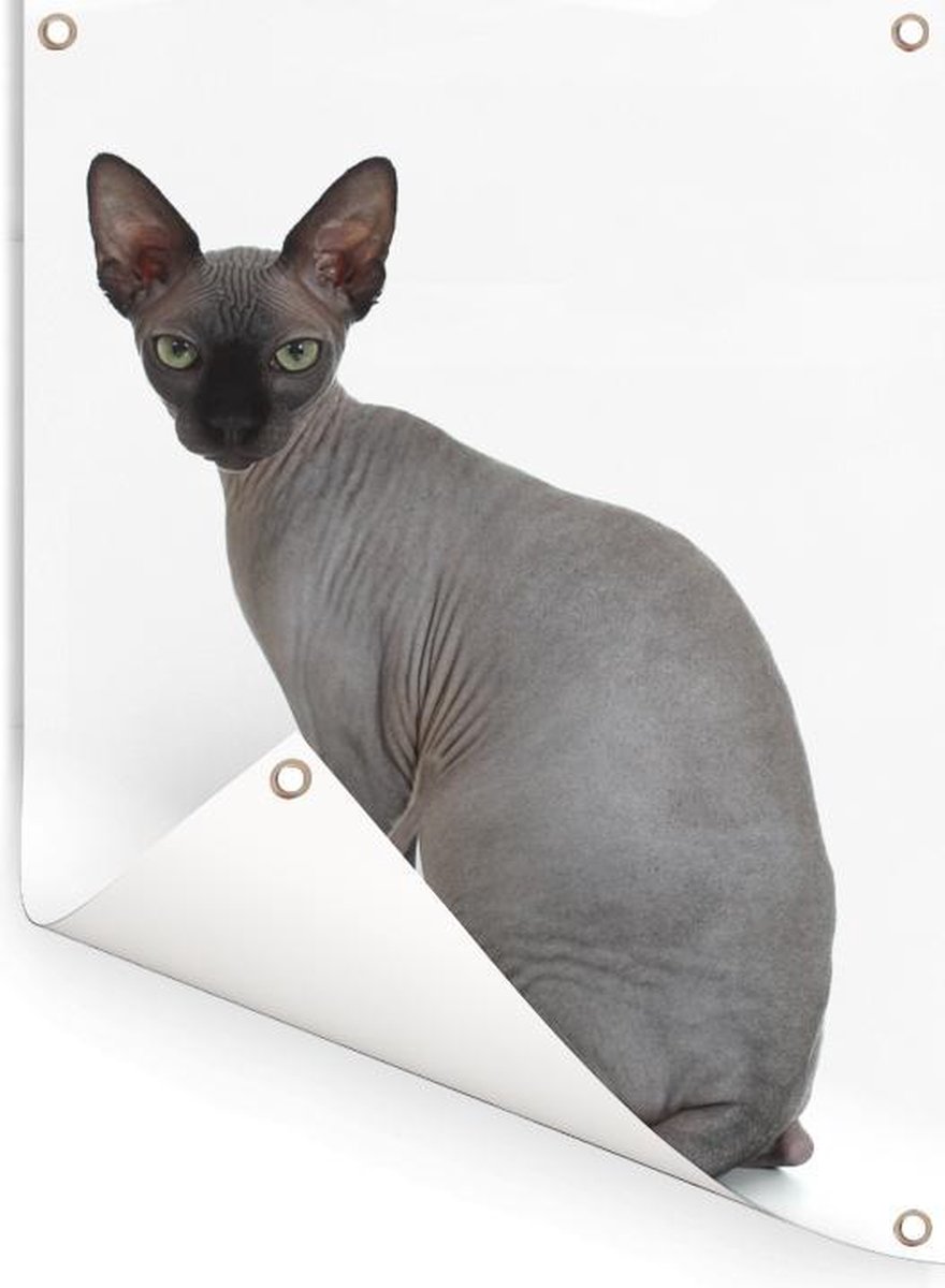Affiche De Jardin Chat Sphynx Gris Sur Fond Blanc 60x80 Cm Toile De Jardin Toile Bol Com