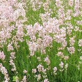 6 x Lavandula Angustifolia 'Rosea' - Lavendel pot 9x9cm - Roze Bloeiwijze