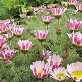 6 x Anacyclus Pyrethrum Depressus - Marokkaanse Kamille - Pot 9x9cm - Bodembedekker, witte bloemen