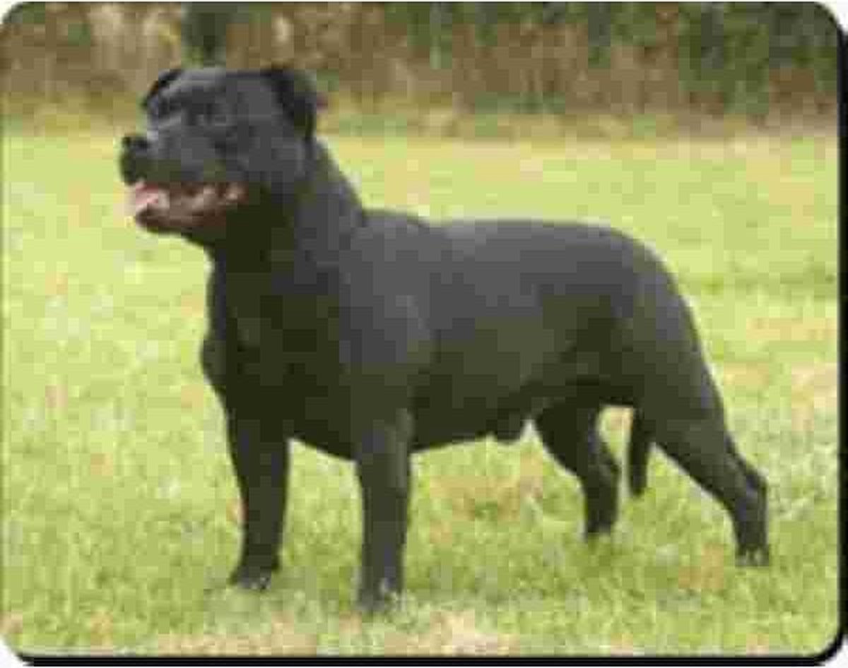 Stafordshire Bull Terrier Muismat