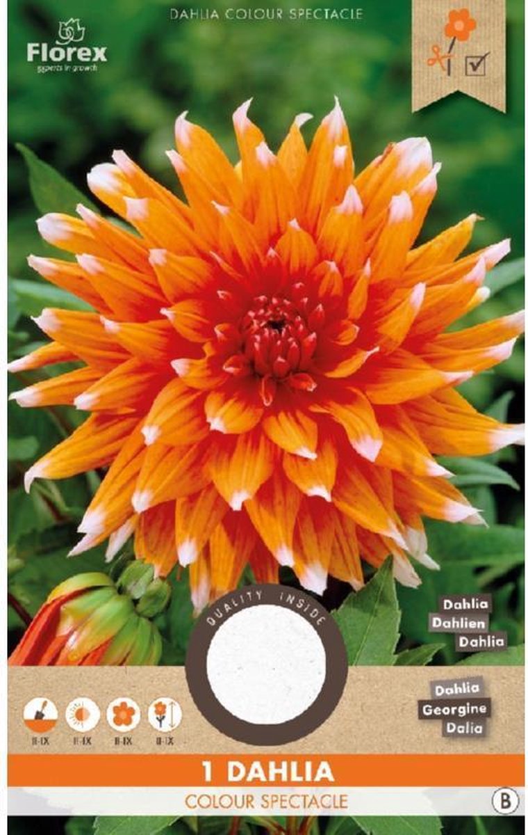 Dahlia Color Spectacle - 1 Bol -
