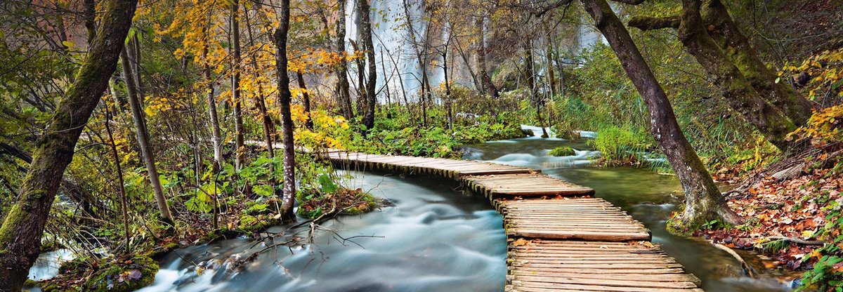 Fotobehang - Path into the Forest - 366 x 127 cm - Multi