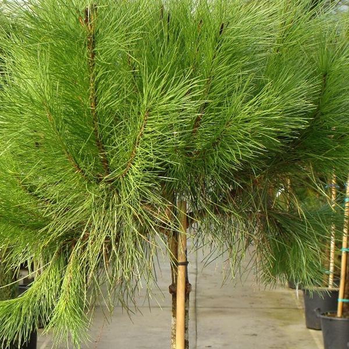 Pinus Pinea - Pin parasol - Arbre Tige 8-10 cm Demi tige pot | bol.com