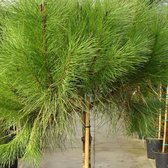 Pinus Pinea - Pin parasol - Arbre Tige 8-10 cm Demi tige pot