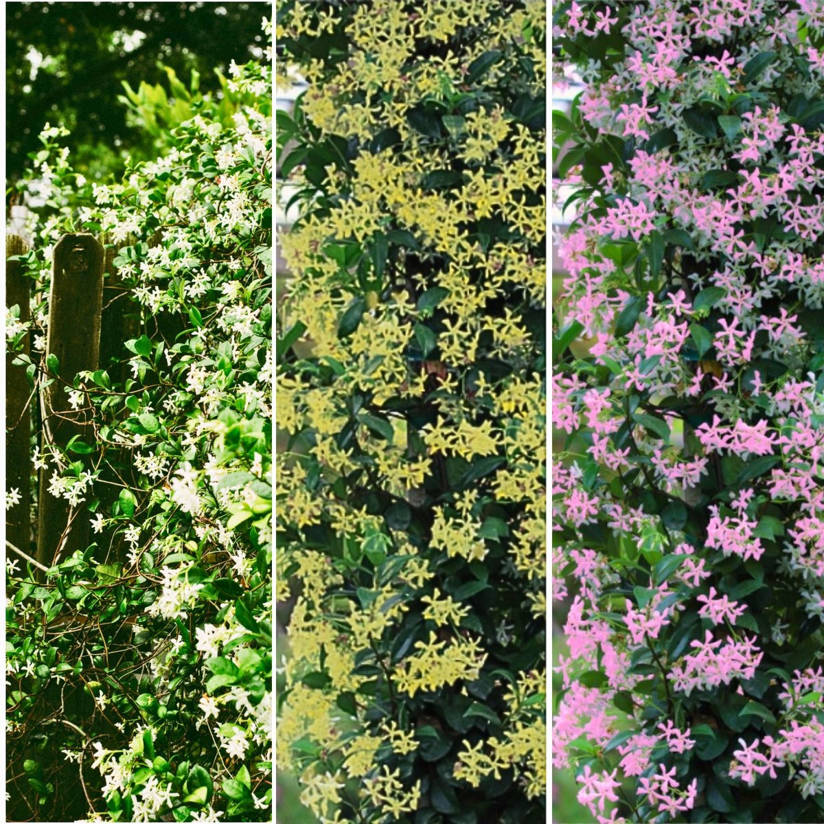 Jasmijn Mix - Toscaanse Jasmijn en Japanse Sterjasmijn - Geurend - Groenblijvend - Klimplant - Vaste planten