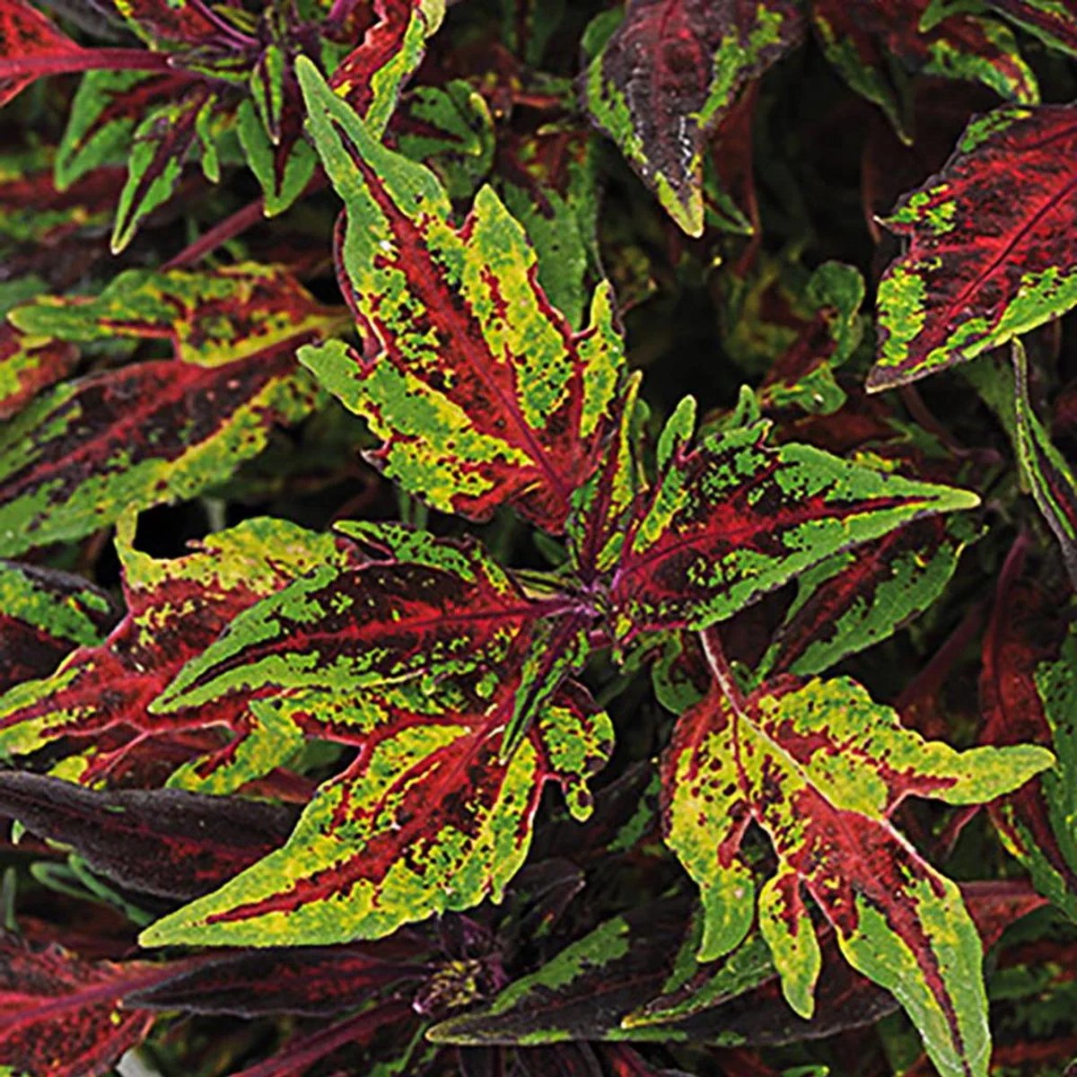 Coleus x blumei Solento Red Pepper 10 zaden