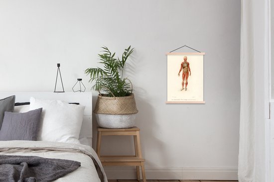 Affiche scolaire - Anatomie - Corps - Humain - 40x53 cm - Lattes vierges