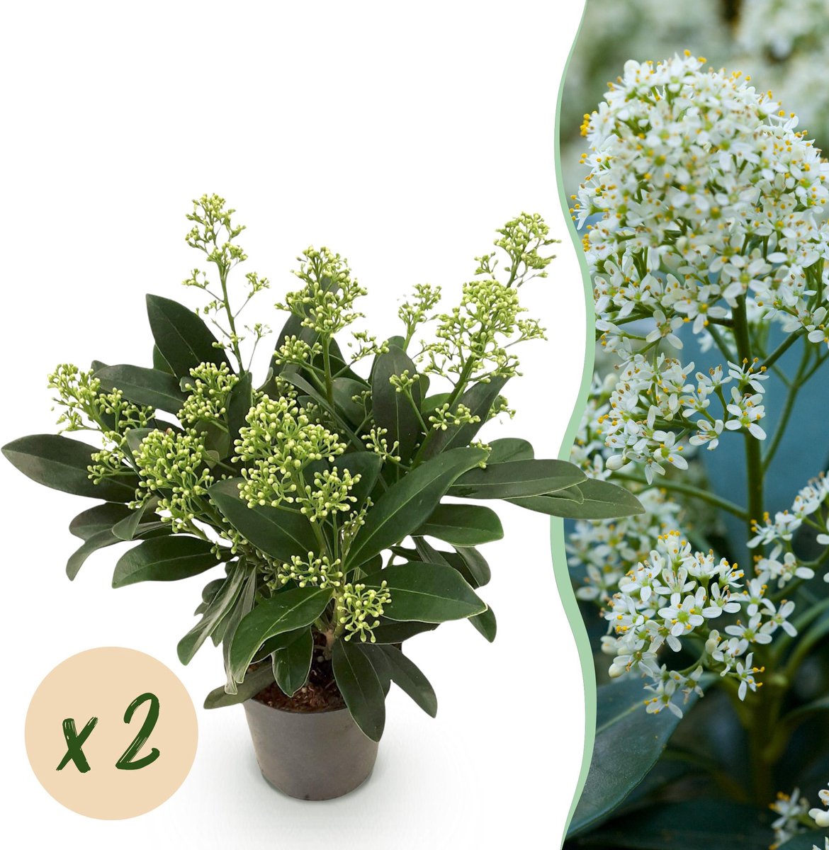 Plantenboetiek.nl | Skimmia japonica Finchy - Bloem Wit - 10+ Bloemen - 2 Planten - Winterhard - Ø10,5cm - 25cm hoog - Tuinplant