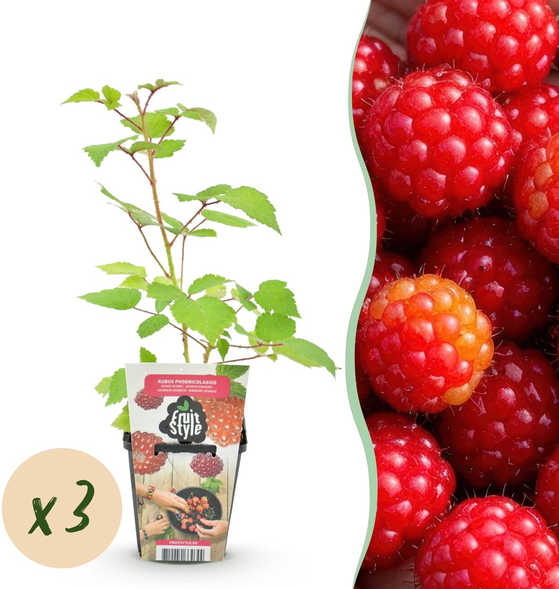 Plantenboetiek.nl | Japanse Wijnbes - Rubus Phoenicolasius - Winterhard - 3 Planten - Ø9cm - 15-25cm hoog - Tuinplant