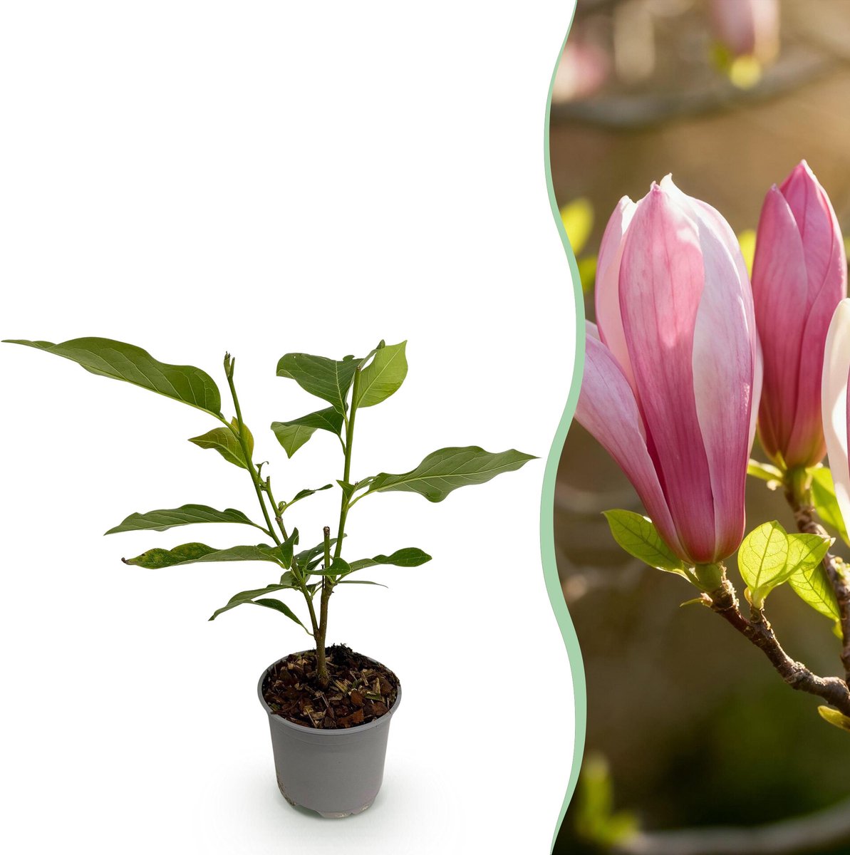 Plantenboetiek.nl | Magnolia Ricki - Bloem Rood - Bladverliezend - Weinig Onderhoud - Ø12cm - 30cm hoog - Tuinplant