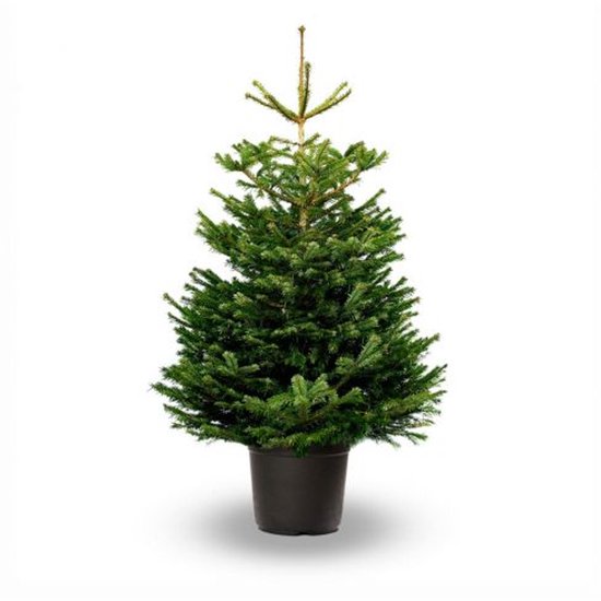 Echte Nordmann kerstboom 125-150 in pot gekweekt