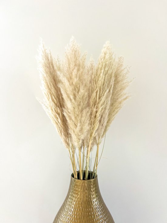 Pampas Pluimen Medium – 10 stuks – Natuurlijk Beige Pampasgras Gedroogd – Droogbloemen voor Interieurdecoratie – Bohemian Stijl