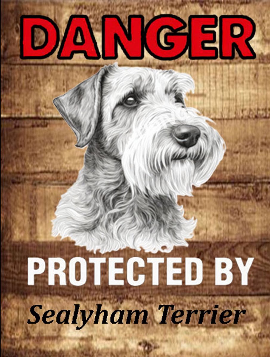 Sealyham Terrier 19