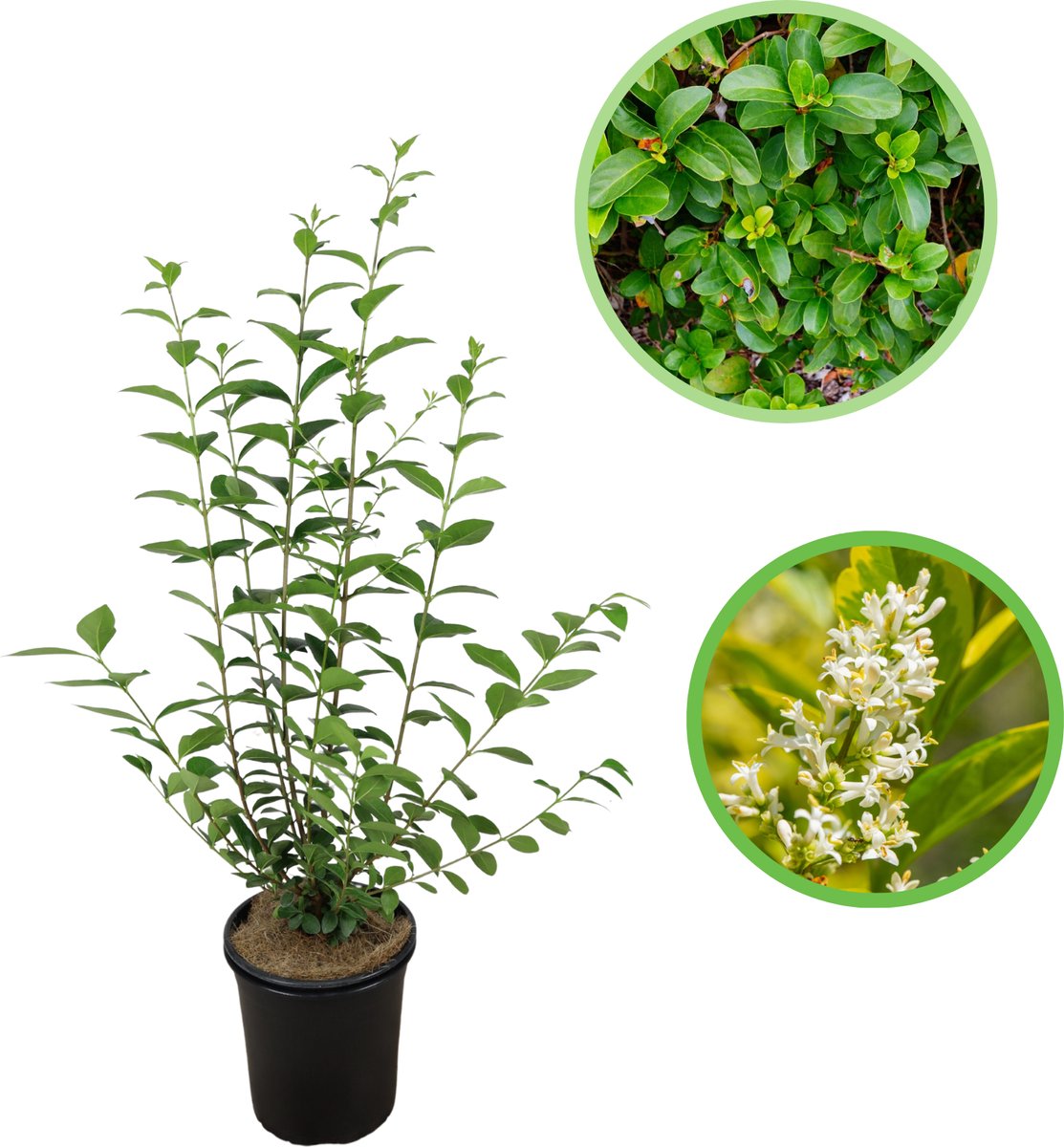 Haagliguster 40-60 cm (in pot) - Ligustrum ovalifolium - Ø17 cm - snelle groeier - witte bloemen in de zomer - natuurlijke erfscheiding