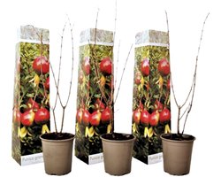 Plant in a Box - Punica Granatum - Set van 3 - Granaatappel tuinplanten - Pot 9cm - Hoogte - 25-40cm