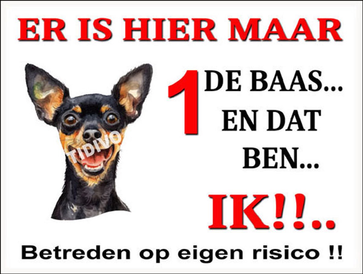 Engelse Toy Terrier 26