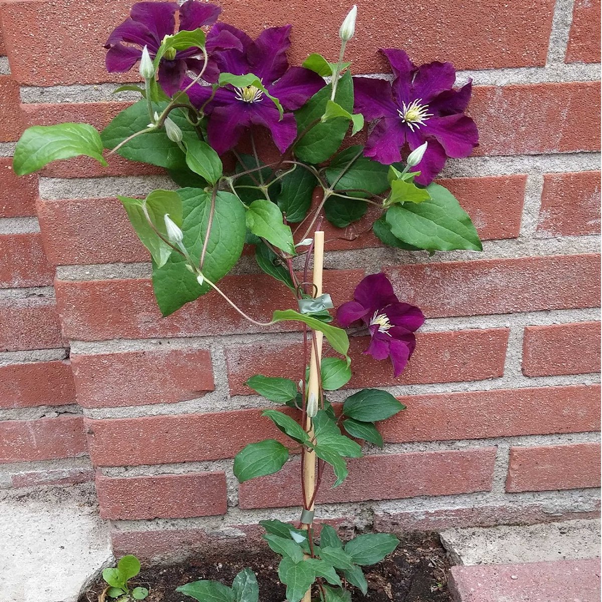 Clematis Warsaw Nike - Klimplant  |  Donker Rood/Violet - Meerjarig en Winterhard | 1,5 liter pot