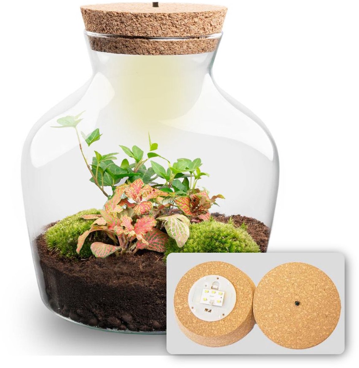 Terrarium DIY Kit with LED lightning - Little Joe - Bottle Garden - ↑ 21.5 cm