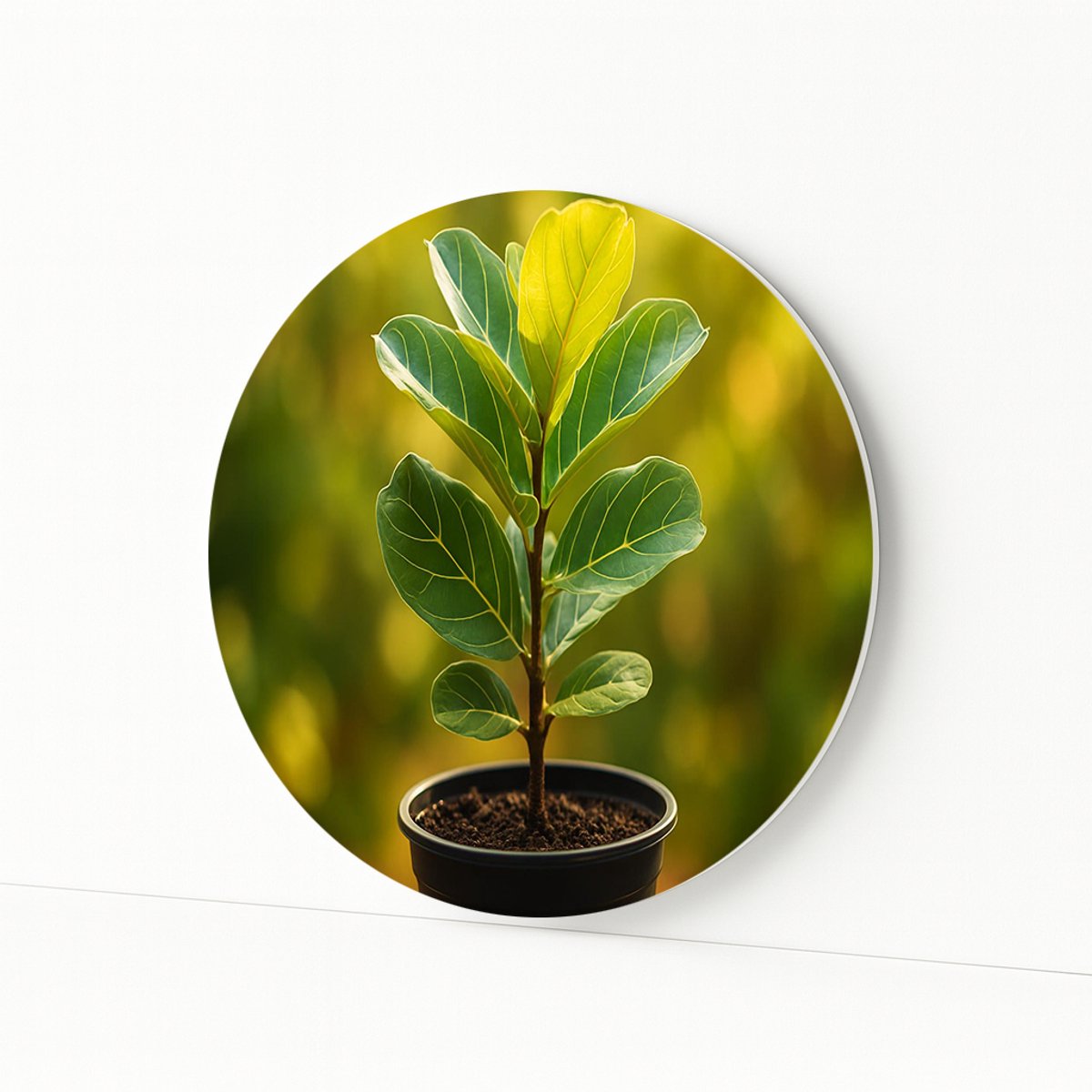 Kamerplant – wandobject rond – wandschaal – Forex muurcirkel – 40x40 cm