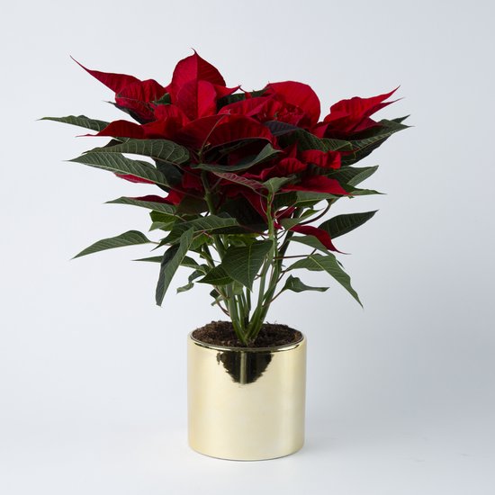 Kerstplant Kerstster | Poinsettia | Incl. Gouden Sierpot | 35cm