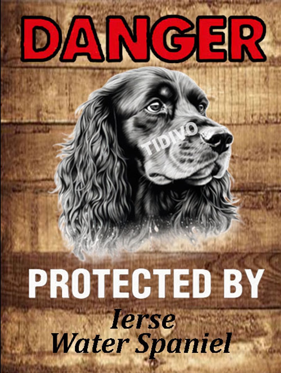 Ierse Water Spaniel 19