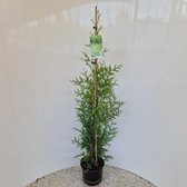 Thuja occ. ‘Brabant’ - Levensboom | 90-100 cm pot