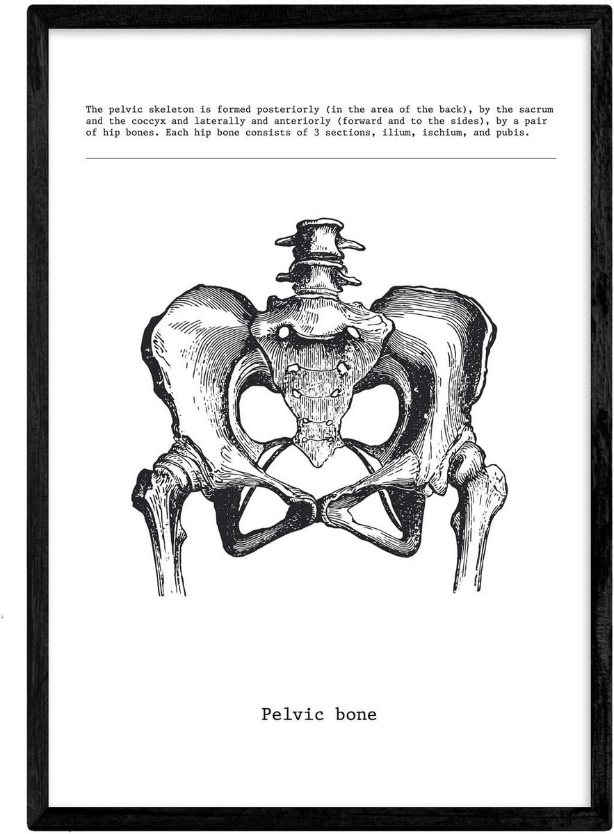Anatomie Poster Menselijk Bekken Botten en Spieren A4