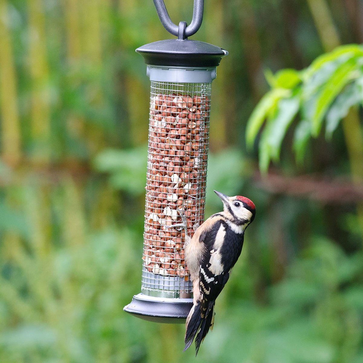 Vogelbescherming Pindasilo Apollo