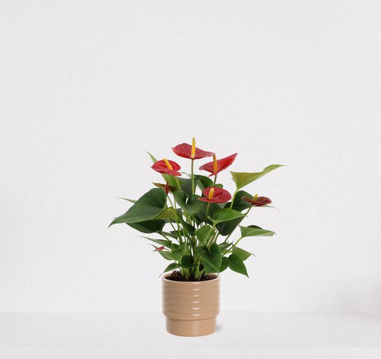 Anthurium rood in sierpot Naemi Taupe – bloeiende kamerplant – flamingoplant – 40-50cm - Ø13 – geleverd met plantenpot – vers uit de kwekerij
