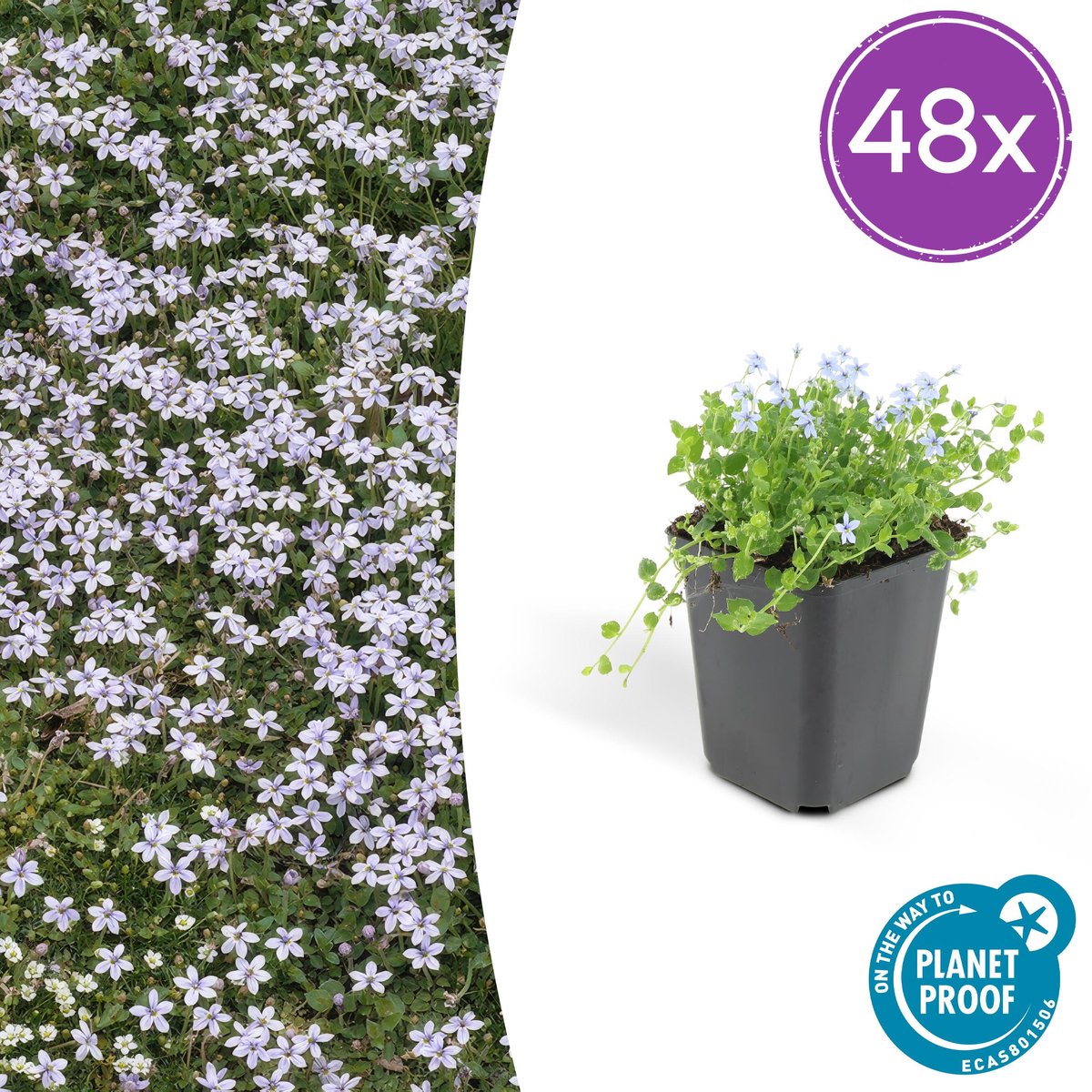 48 x Blue Star Creeper, Blauwe grondkruiper, Moeras isotoom (Isotoma fluviatilis), lage buitenplant
