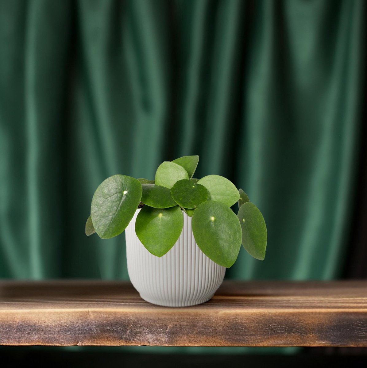 Hello Plants Pilea Peperomiodes Pannekoekenplant - Ø 12 cm - Hoogte: 20 cm