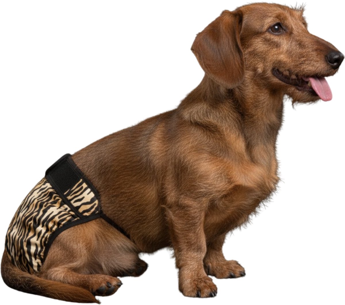 Loopsheidbroekje hond - tijger - maat M - voor middelgrote honden - herbruikbaar - hondenbroekje - hondenluier - loopsheid - ongesteldheid - voorkomt ongewenste zwangerschappen bij teefjes - milieuvriendelijk - verantwoord - perfecte pasvorm